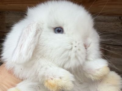 Baby Blue Eyed Easter Bunnies