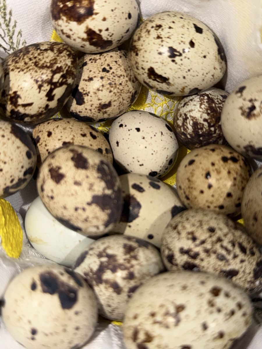 Fresh Coturnix Quail Eggs Batch