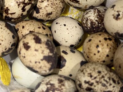Fresh Coturnix Quail Eggs Batch