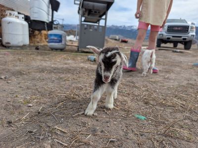 Nigerian dwarf bottle baby
