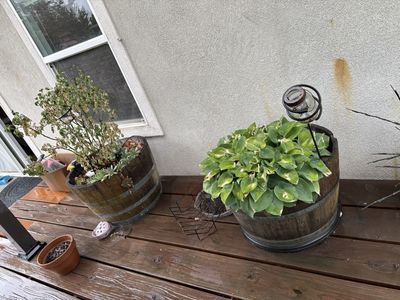 Pair of Large Wooden Barrel Planters - Rustic Half-Barrel Design for Garden or Patio