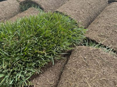 Spring Pricing - Sod - Kentucky Blue Grass