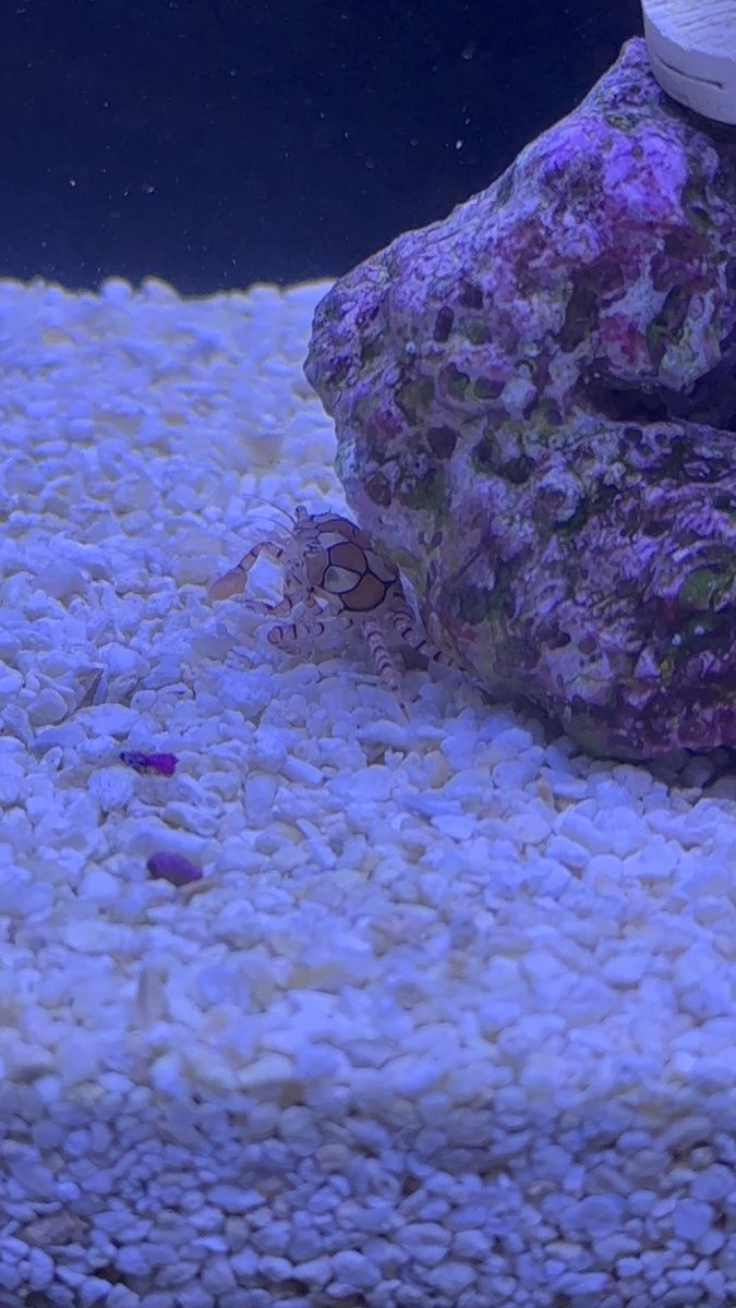 Pom Pom crab
