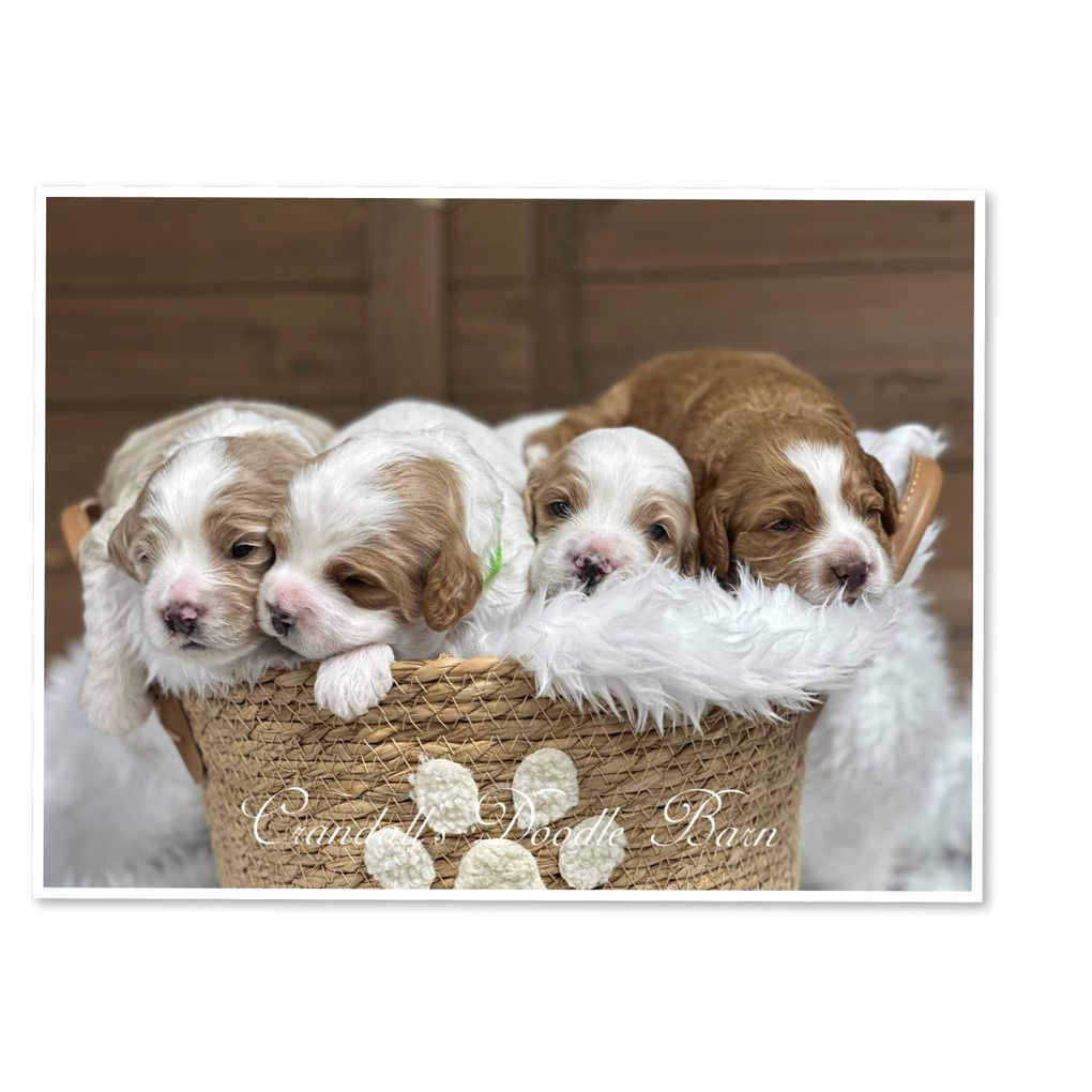 Mini Cockapoo Puppies