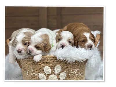 Mini Cockapoo Puppies