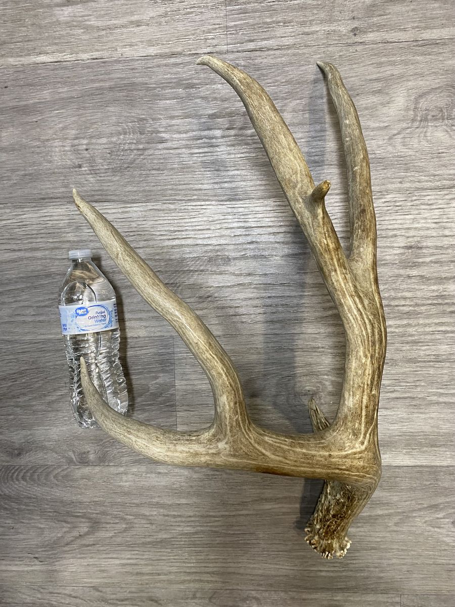 Huge 90” Trophy Mule Deer Shed off A 200” Typical!