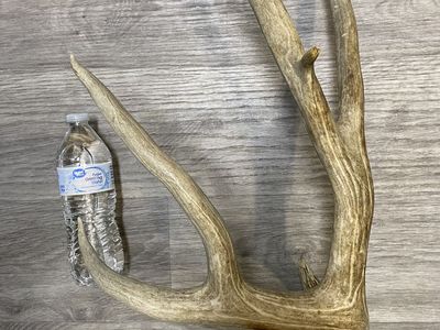 Huge 90” Trophy Mule Deer Shed off A 200” Typical!