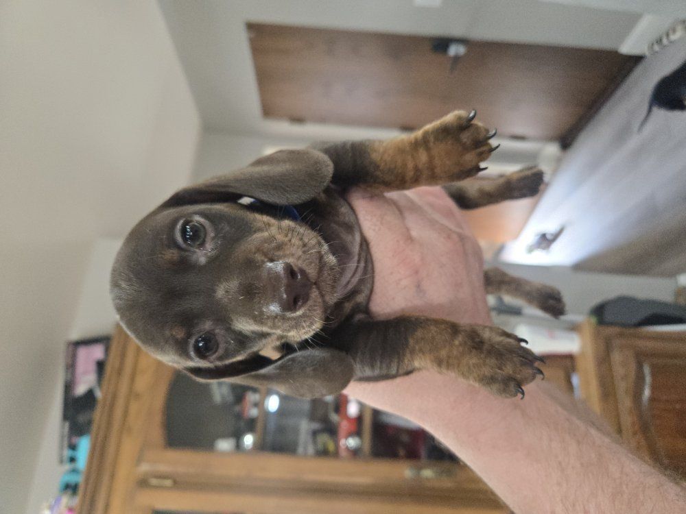 male miniature dachshund