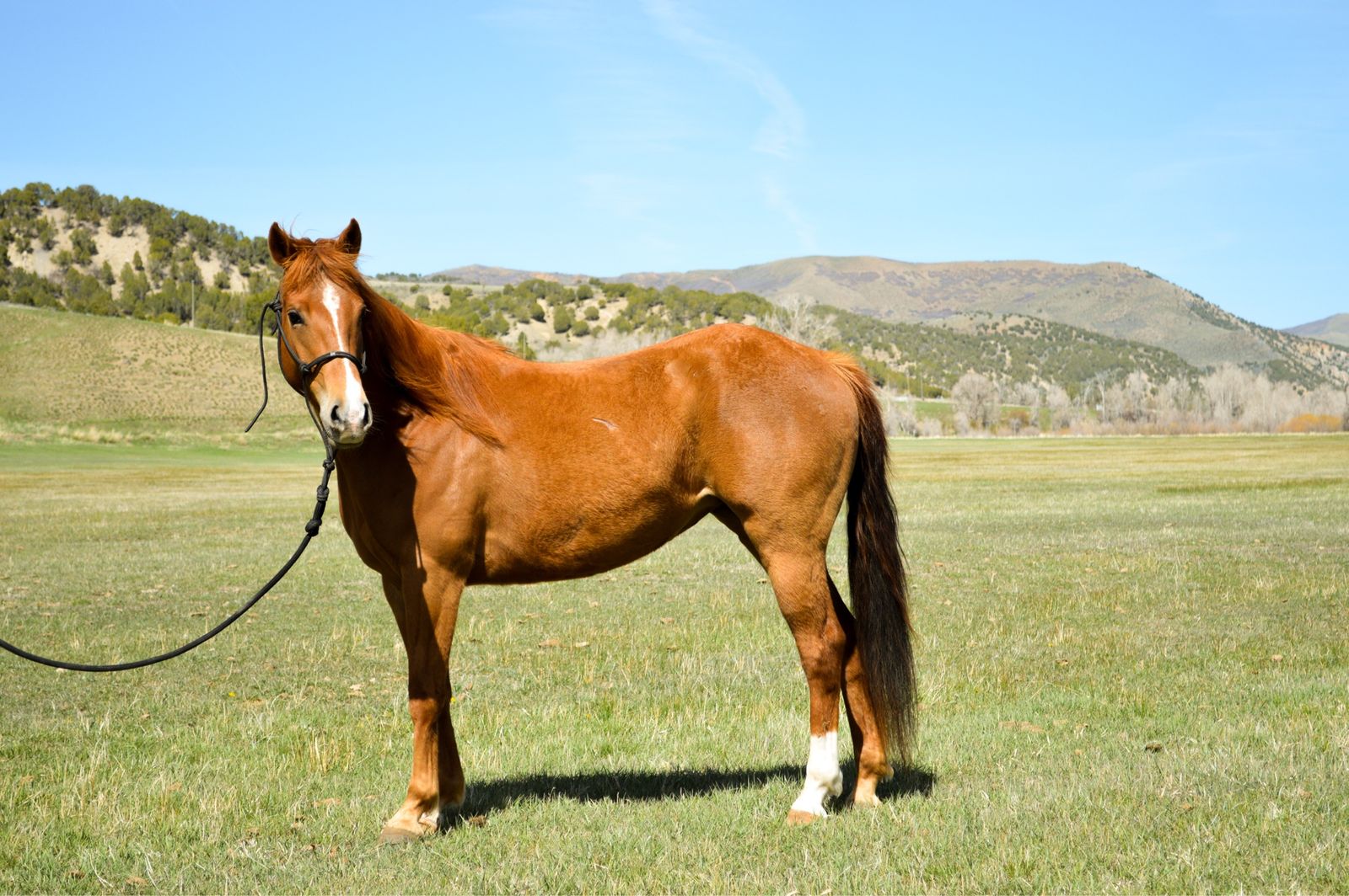 Four Year Old Mare