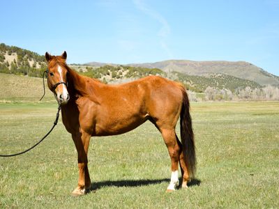 Four Year Old Mare