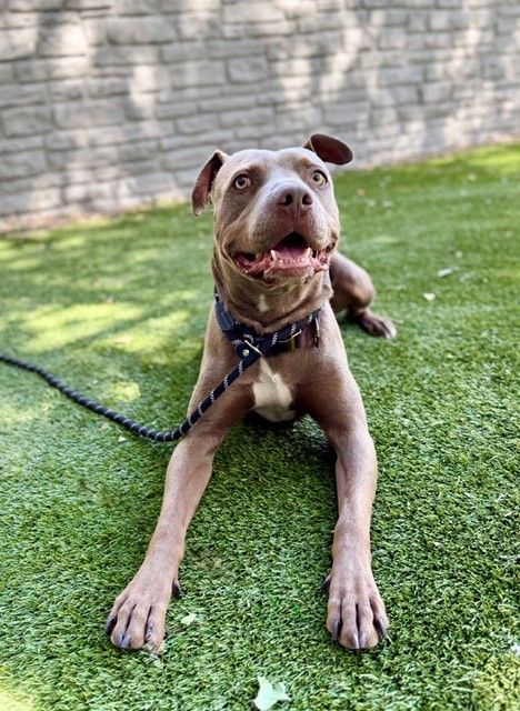 A155362 Kado, Available for Adoption