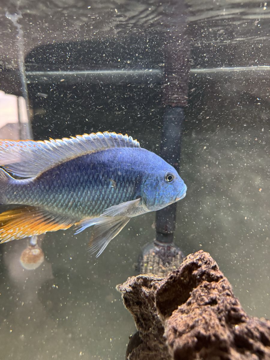 Livingtoni hybrid