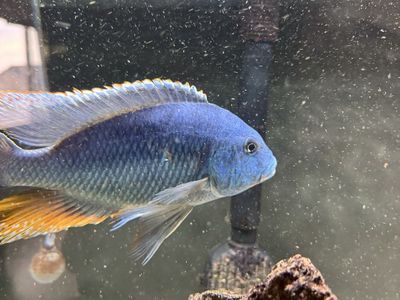 Livingtoni hybrid