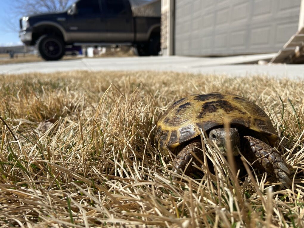 Russian Tortoise
