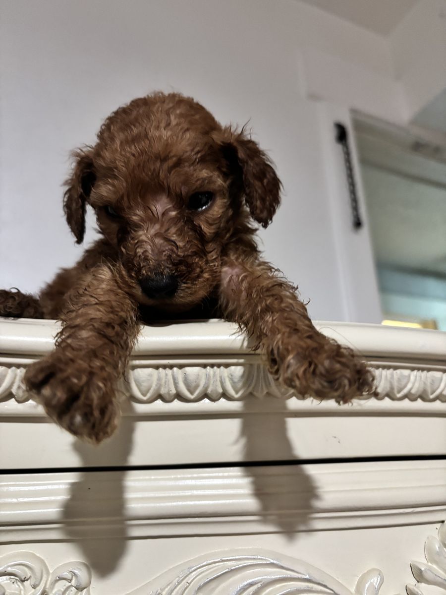 AKC Standard Puppies for sale