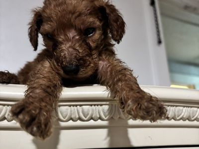 AKC Standard Puppies for sale