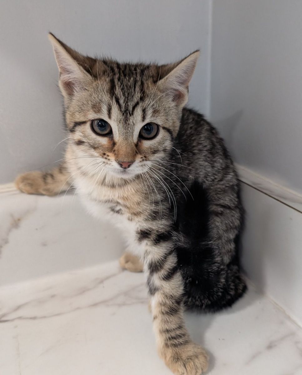 Female Bengal Kitten