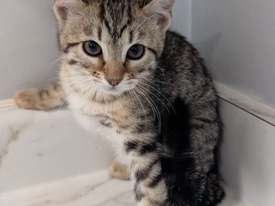 Female Bengal Kitten