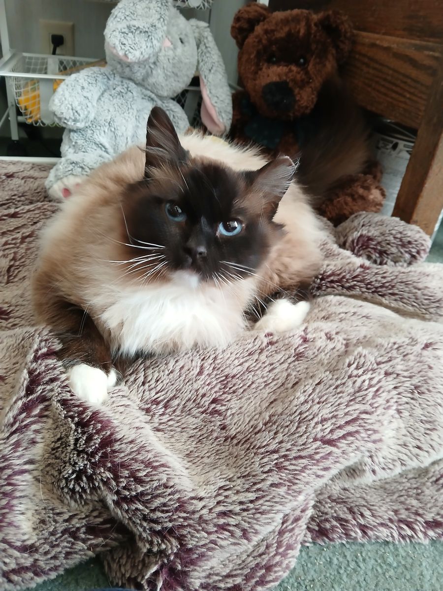 Champagne "Cham " FIV +