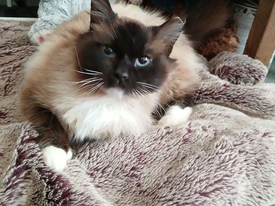 Champagne "Cham " FIV +