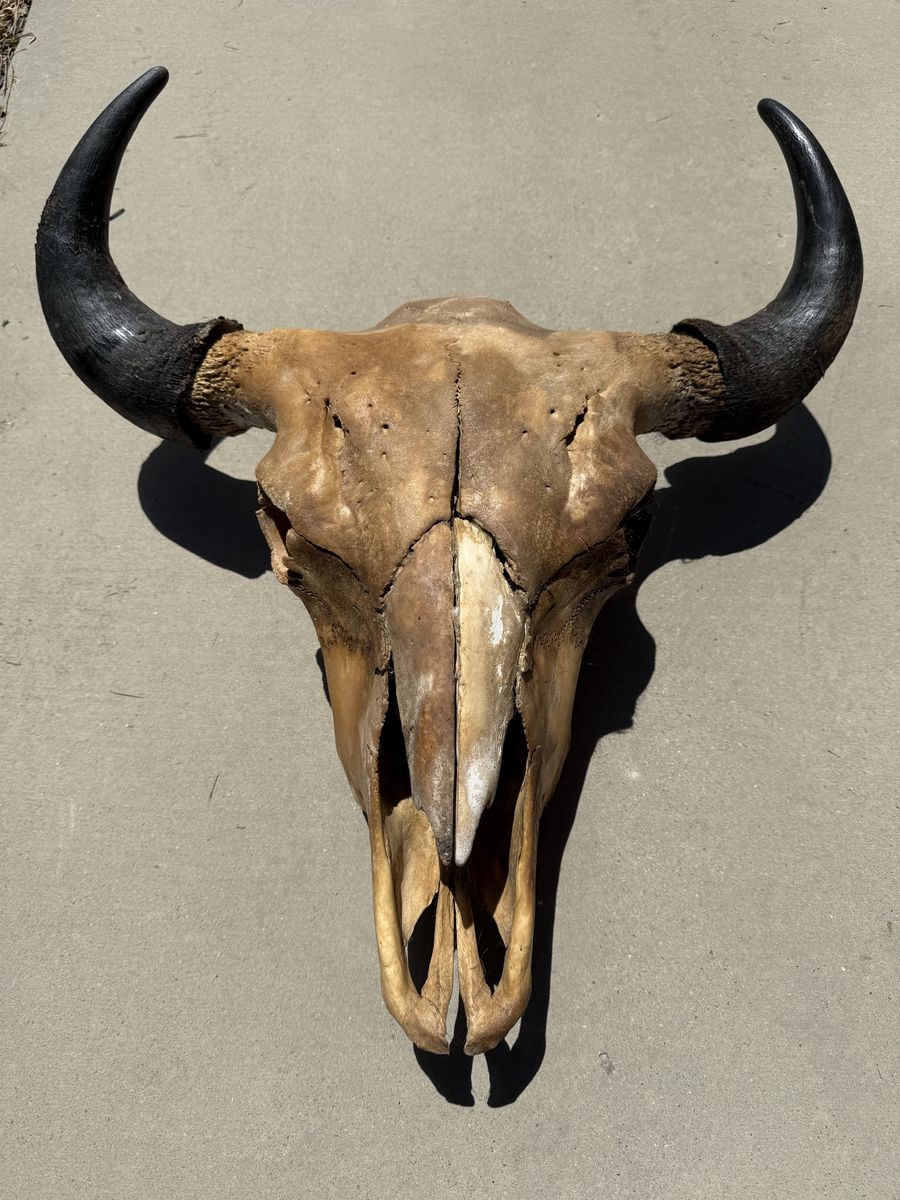 Buffalo Skull