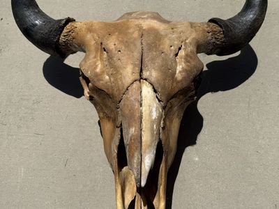 Buffalo Skull