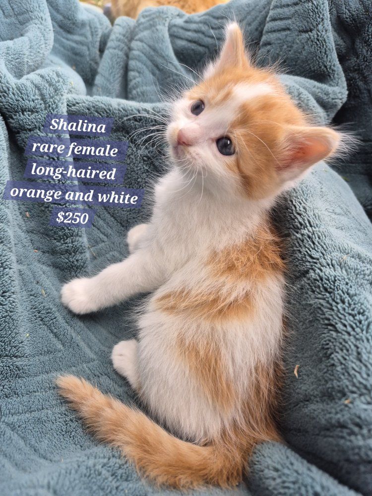 Gorgeous Rare Beautiful friendly female kittens!