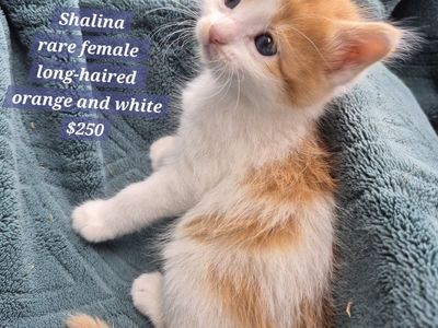 Gorgeous Rare Beautiful friendly female kittens!