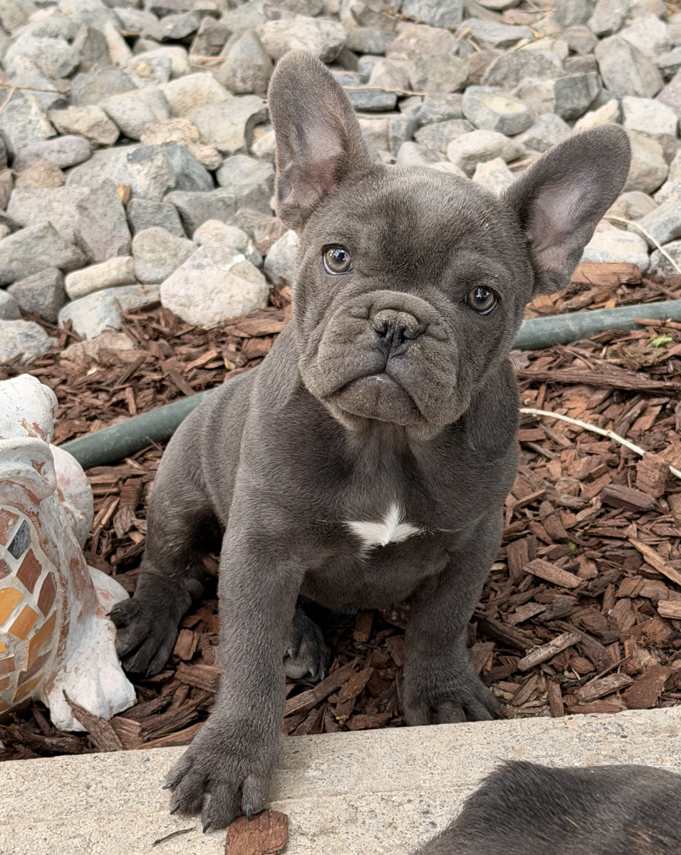 Beautiful Blue AKC French Bulldog Puppy - Frenchie