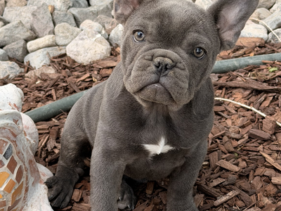 Beautiful Blue AKC French Bulldog Puppy - Frenchie