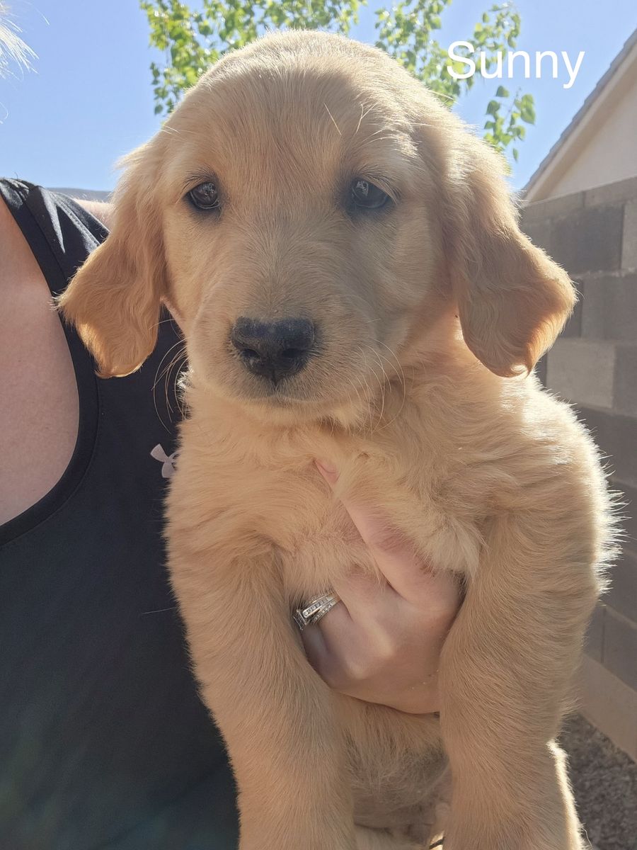 AKC Golden Retriever Puppies!!!