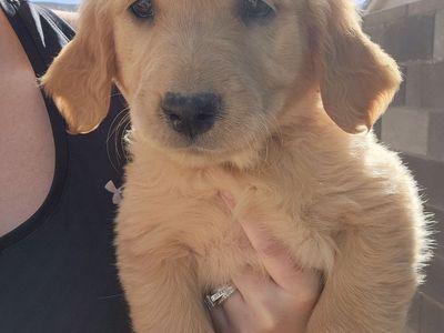 AKC Golden Retriever Puppies!!!