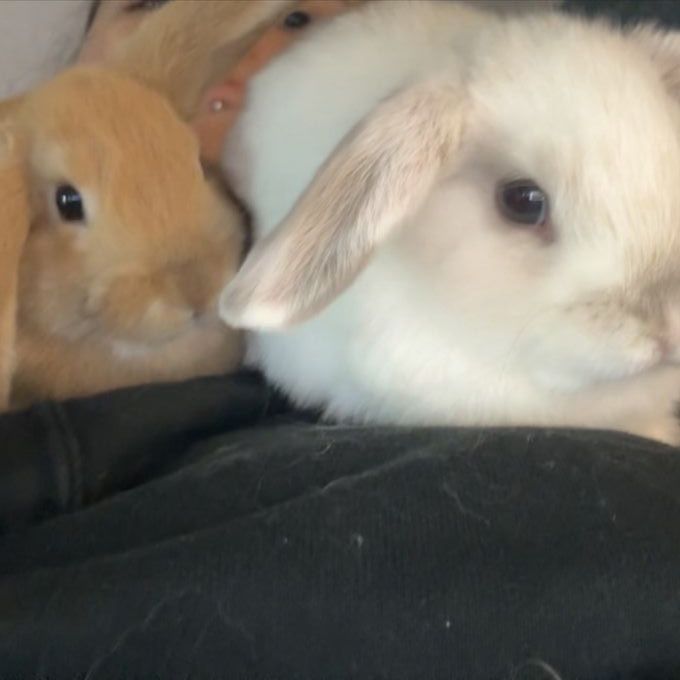 Holland Lop Brothers
