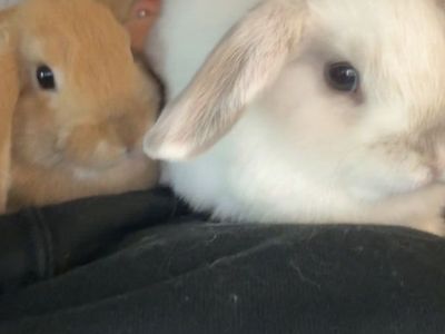 Holland Lop Brothers