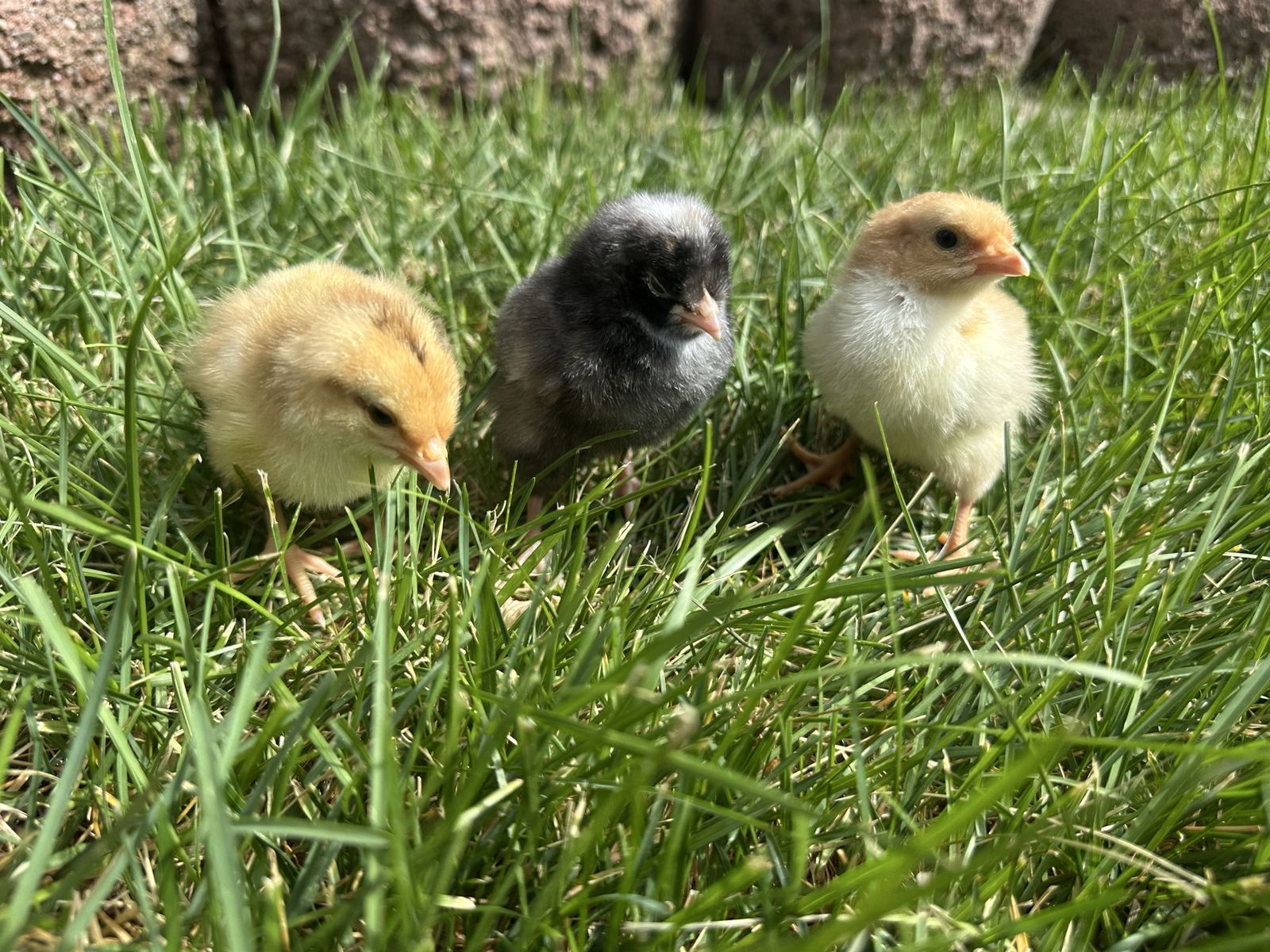 3 adorable chicks hatched 5/23