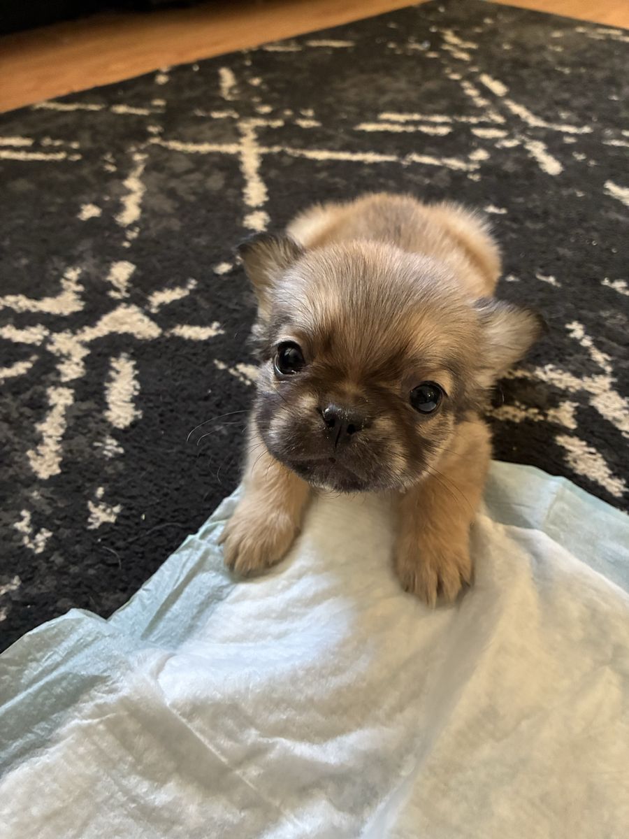 Purebred AKC Registered French Bulldog Puppies - Fluffy & Standard Available