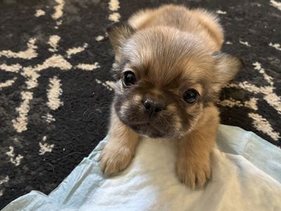 Purebred AKC Registered French Bulldog Puppies - Fluffy & Standard Available