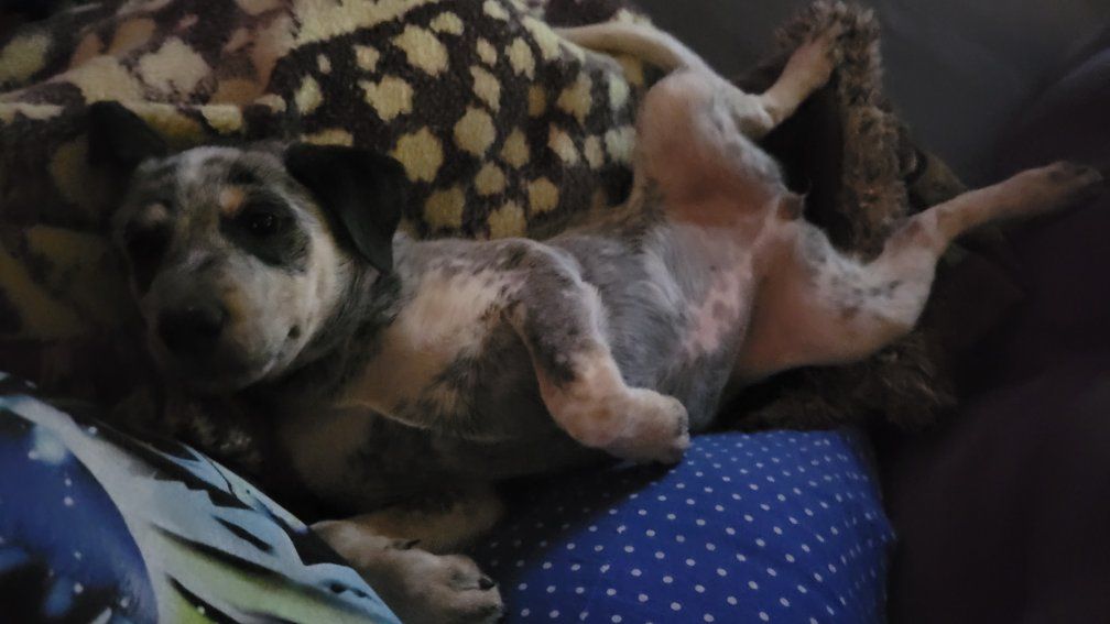 "Delilah" Female Blue Heeler 14wks $400