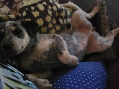 "Delilah" Female Blue Heeler 14wks $400