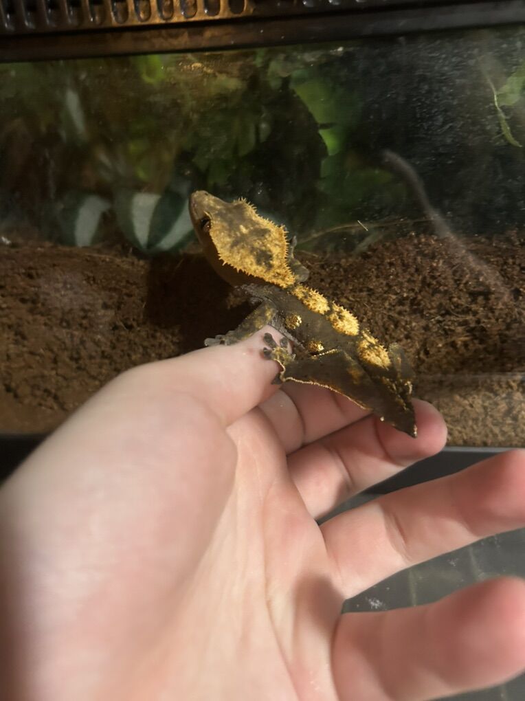 Crested Geckos