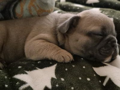 AKC French Bulldog puppies ready now- only 1 female left!