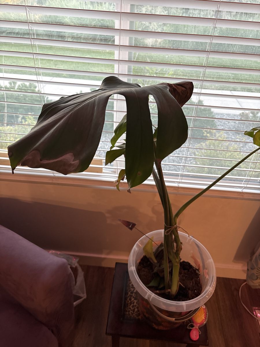Monster elephant ear