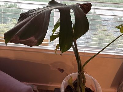 Monster elephant ear