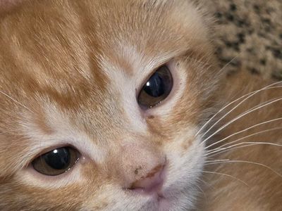 sweet kitten
