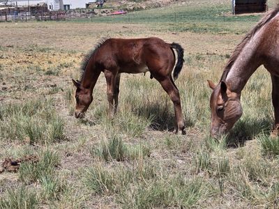 2026 AQHA colts