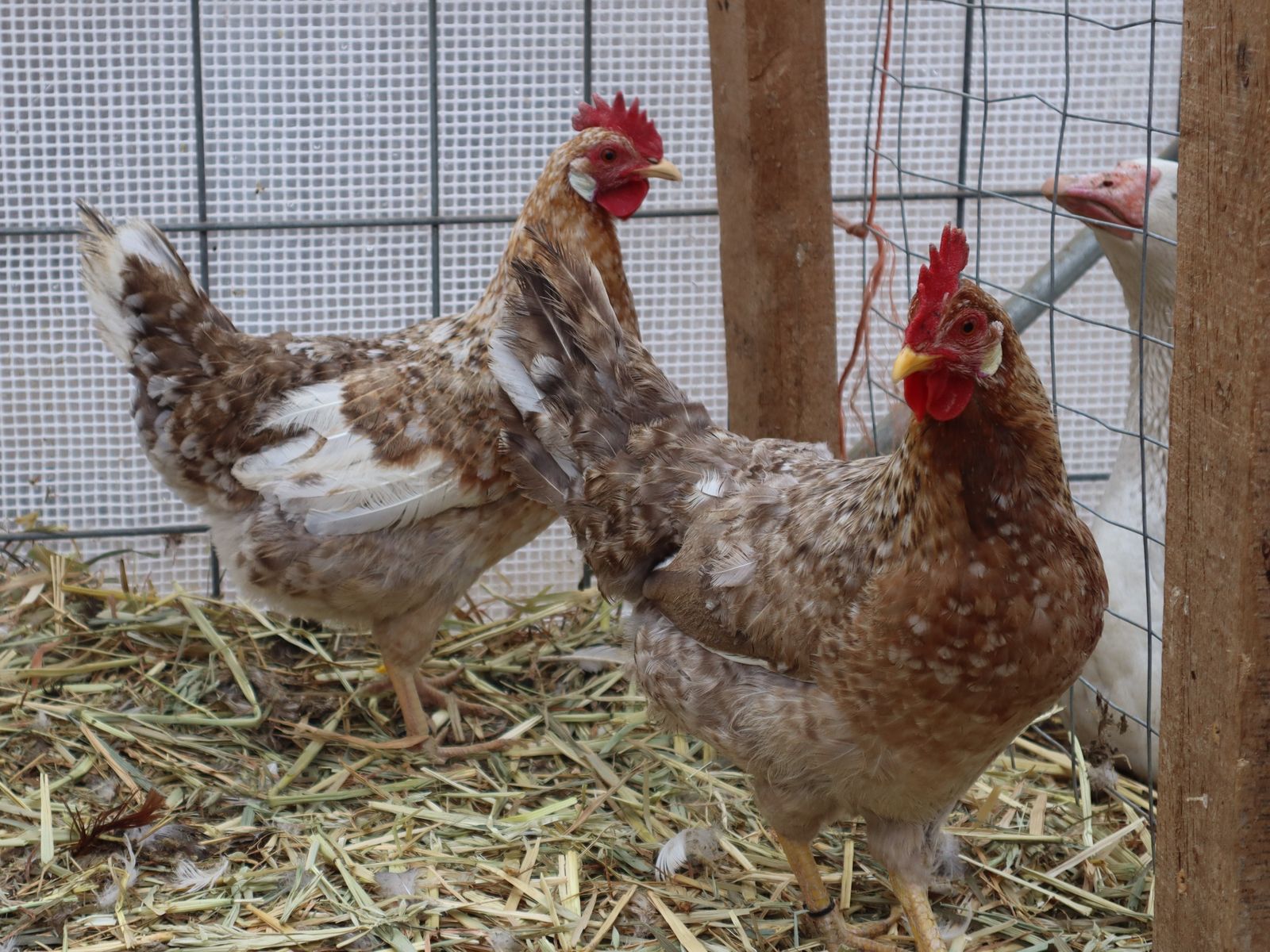 55 Flowery Hen Breeding group.