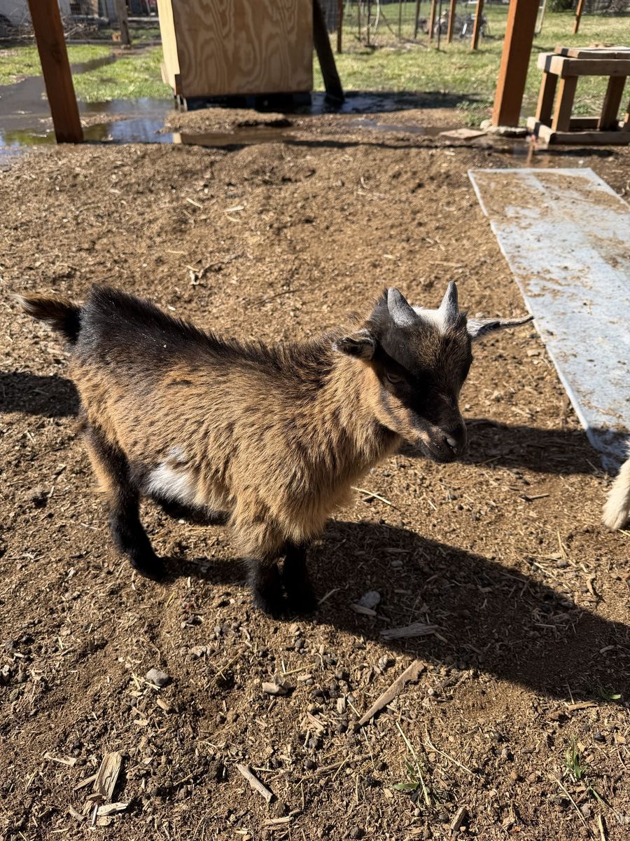 Nigerian Dwarf Goat Buckling