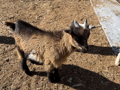 Nigerian Dwarf Goat Buckling