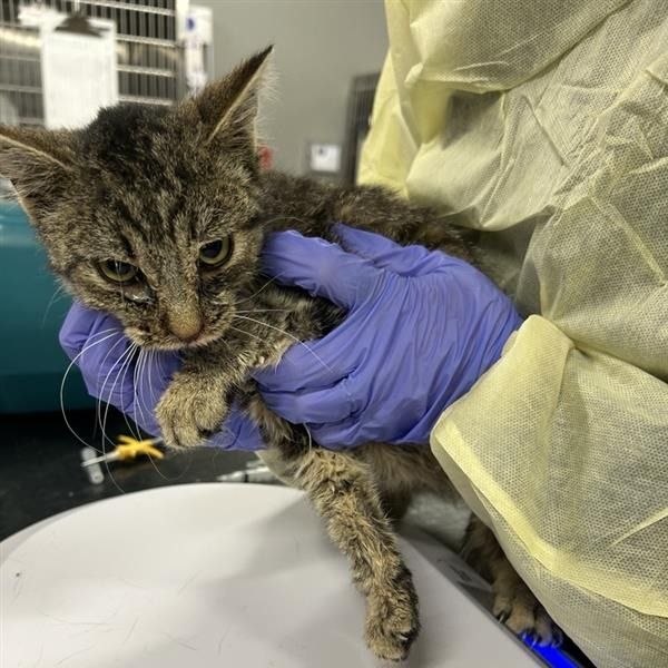 Hello my name is Minnow