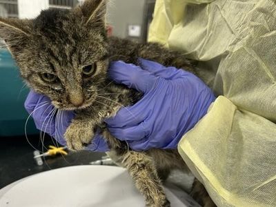 Hello my name is Minnow